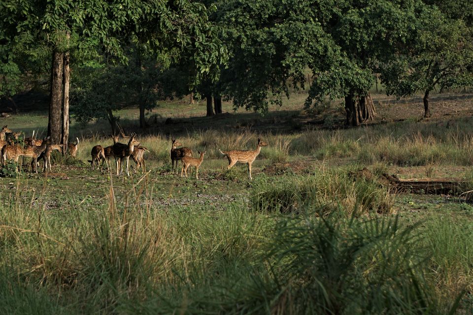 Photo of Holiday Resort Chains, should you become a member? : Club Mahindra, Kanha 13/51 by Rupa Abdi