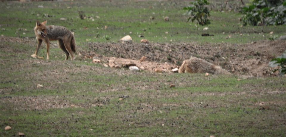 Photo of Holiday Resort Chains, should you become a member? : Club Mahindra, Kanha 25/51 by Rupa Abdi
