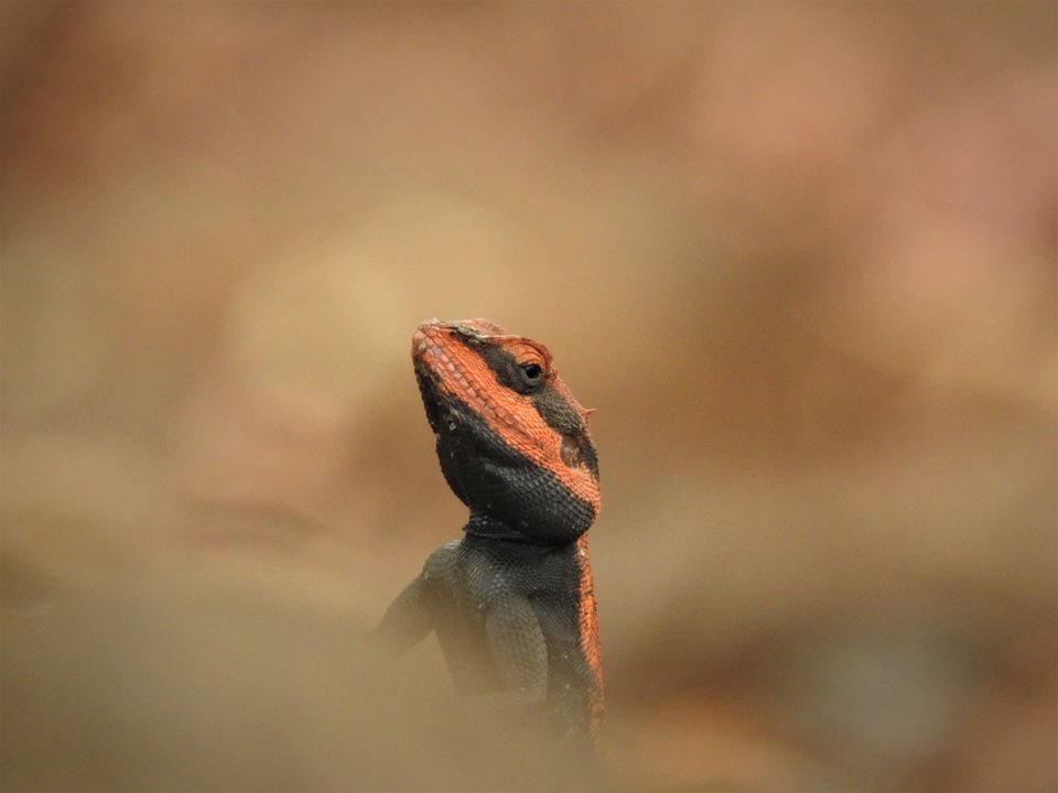 Photo of Holiday Resort Chains, should you become a member? : Club Mahindra, Kanha 27/51 by Rupa Abdi