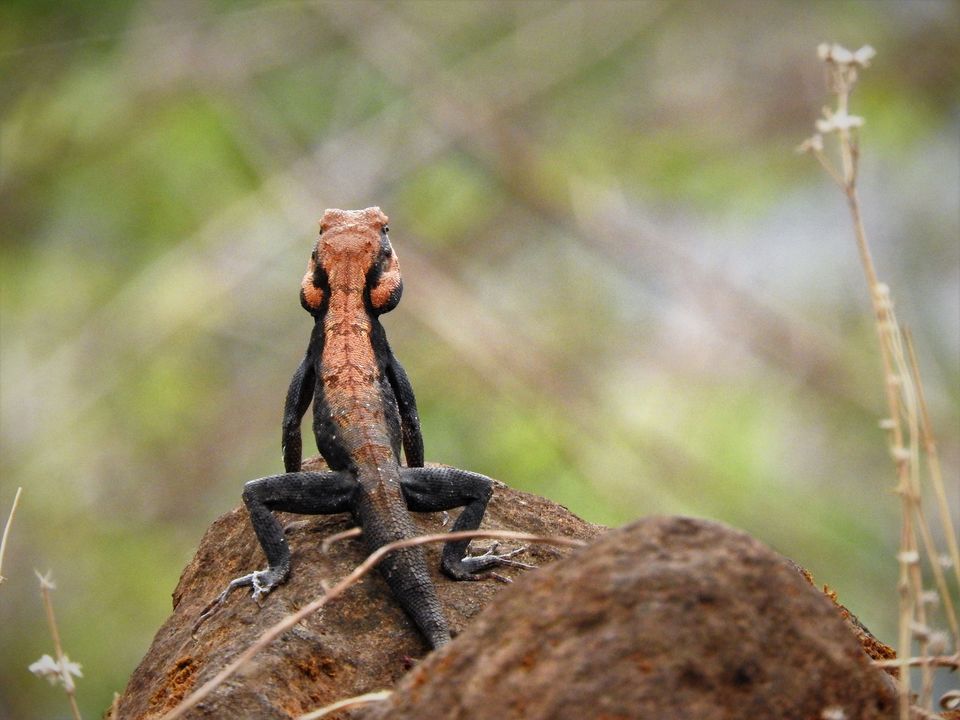 Photo of Holiday Resort Chains, should you become a member? : Club Mahindra, Kanha 28/51 by Rupa Abdi