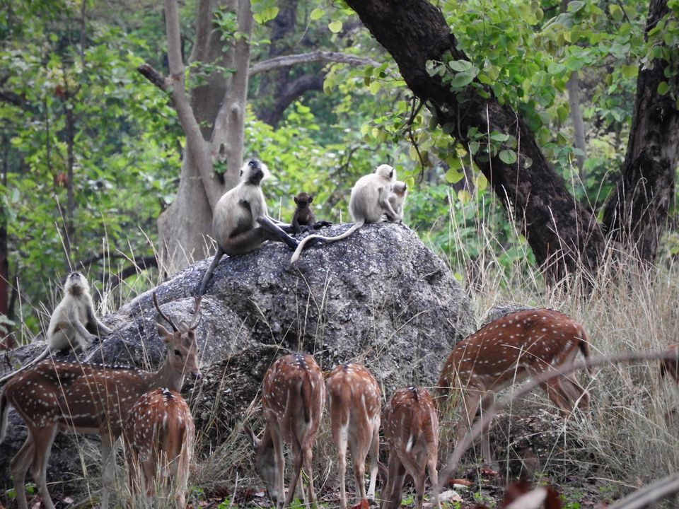 Photo of Holiday Resort Chains, should you become a member? : Club Mahindra, Kanha 26/51 by Rupa Abdi