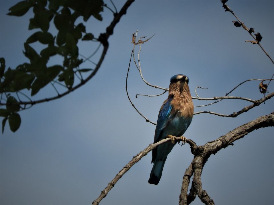 Photo of Holiday Resort Chains, should you become a member? : Club Mahindra, Kanha 35/51 by Rupa Abdi