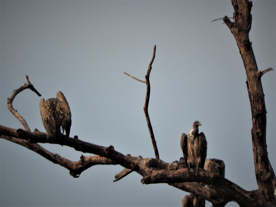 Photo of Holiday Resort Chains, should you become a member? : Club Mahindra, Kanha 36/51 by Rupa Abdi
