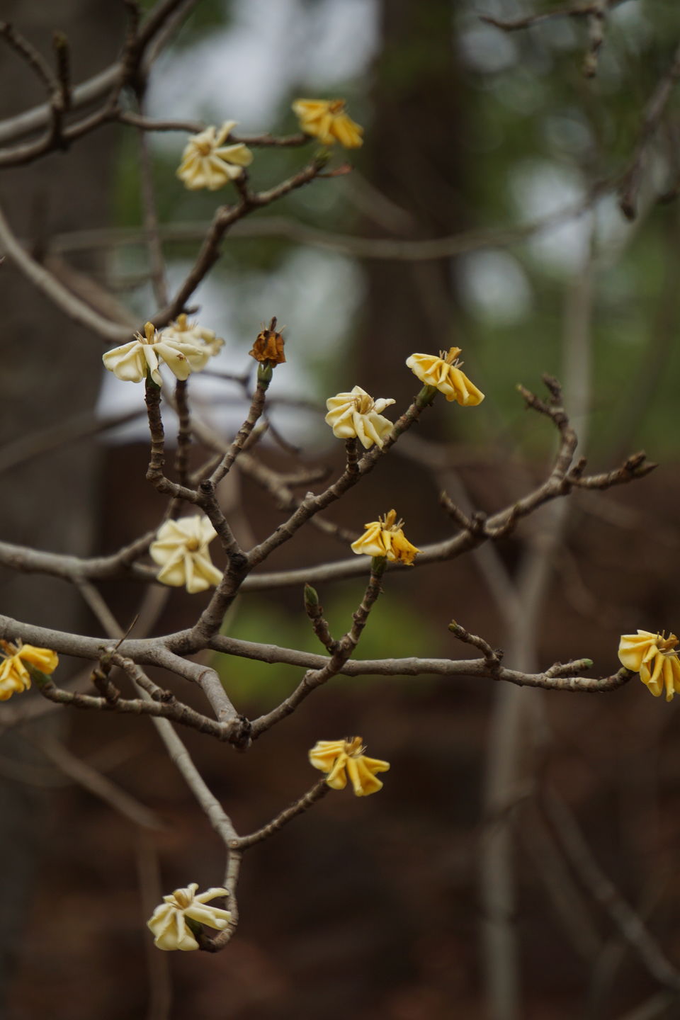 Photo of Holiday Resort Chains, should you become a member? : Club Mahindra, Kanha 38/51 by Rupa Abdi