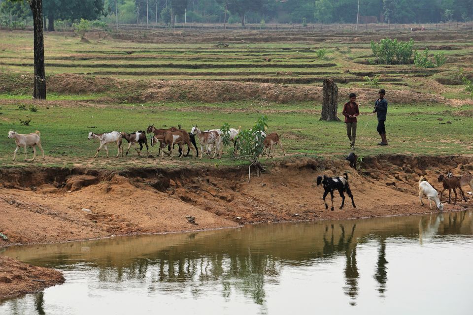 Photo of Holiday Resort Chains, should you become a member? : Club Mahindra, Kanha 42/51 by Rupa Abdi