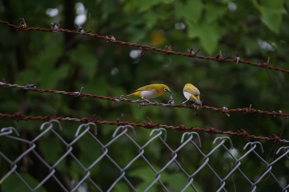 Photo of Holiday Resort Chains, should you become a member? : Club Mahindra, Kanha 44/51 by Rupa Abdi