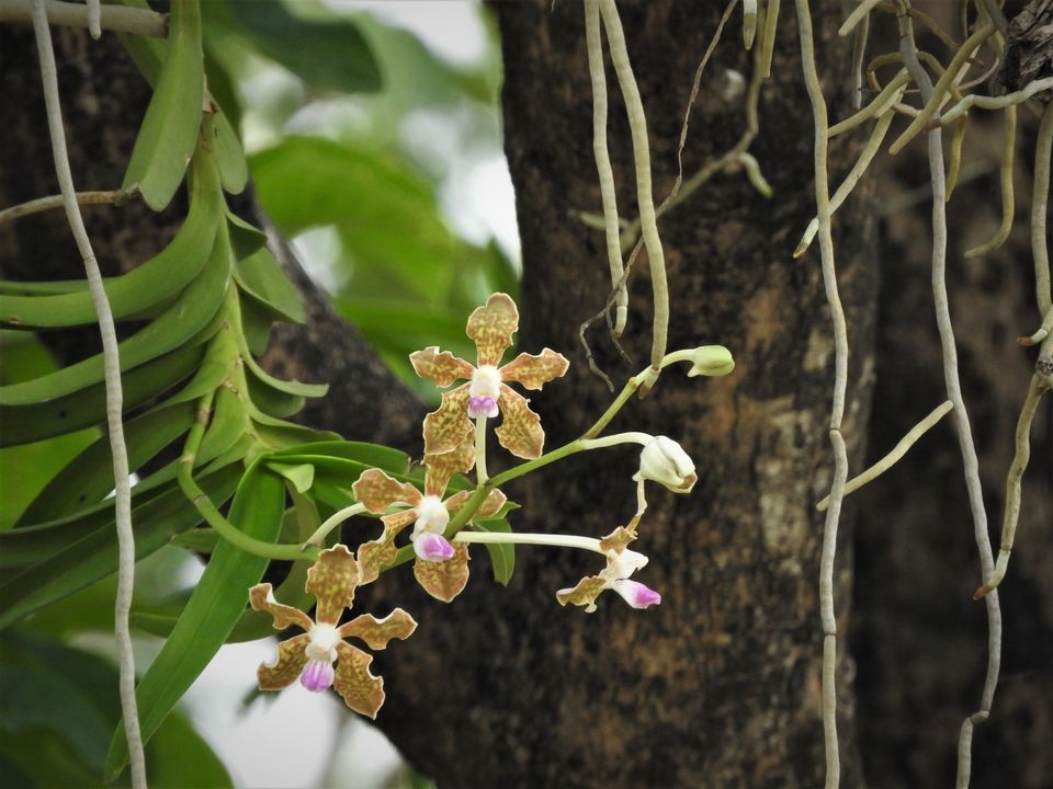 Photo of Holiday Resort Chains, should you become a member? : Club Mahindra, Kanha 45/51 by Rupa Abdi