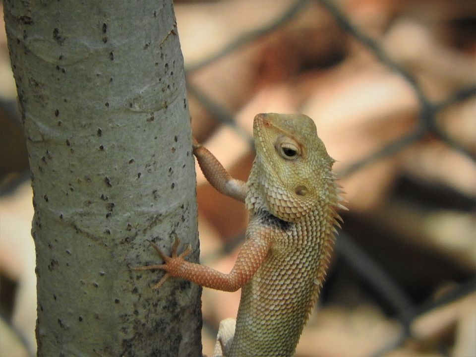 Photo of Holiday Resort Chains, should you become a member? : Club Mahindra, Kanha 47/51 by Rupa Abdi