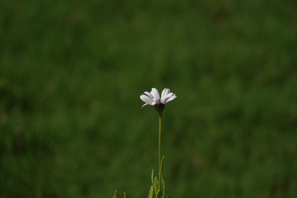 Photo of Holiday Resort Chains, should you become a member? : Club Mahindra, Kanha 48/51 by Rupa Abdi