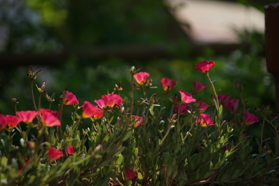 Photo of Holiday Resort Chains, should you become a member? : Club Mahindra, Kanha 49/51 by Rupa Abdi