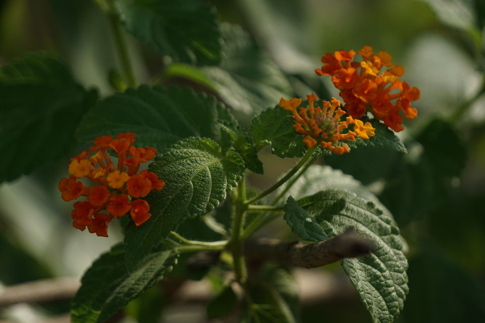Photo of Holiday Resort Chains, should you become a member? : Club Mahindra, Kanha 50/51 by Rupa Abdi