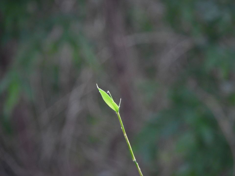 Photo of Holiday Resort Chains, should you become a member? : Club Mahindra, Kanha 51/51 by Rupa Abdi