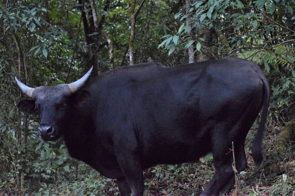 Photo of NAGALAND I: The Land of Valour and Beauty by Rupa Abdi