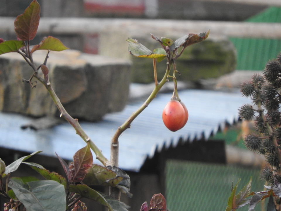 Photo of NAGALAND I: The Land of Valour and Beauty by Rupa Abdi
