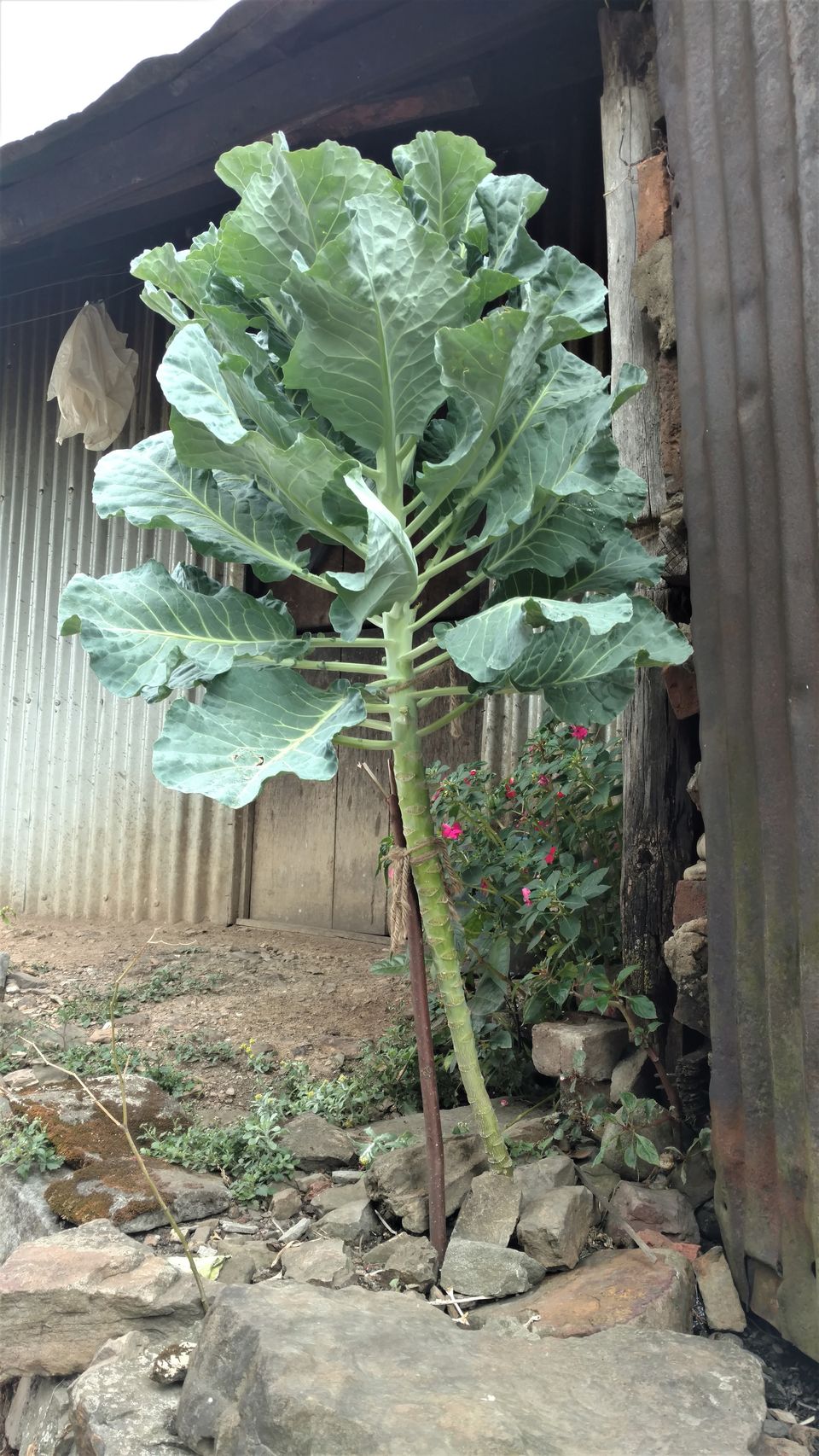 Photo of NAGALAND I: The Land of Valour and Beauty by Rupa Abdi