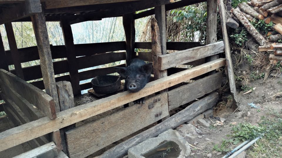 Photo of NAGALAND I: The Land of Valour and Beauty by Rupa Abdi