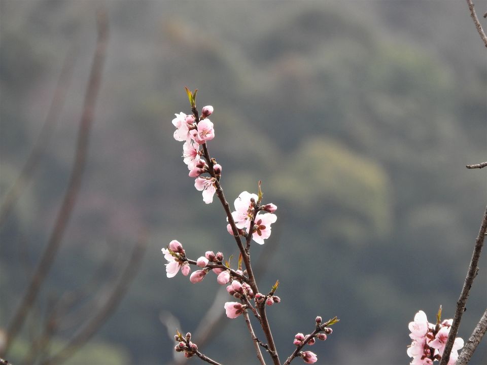 Photo of NAGALAND I: The Land of Valour and Beauty by Rupa Abdi