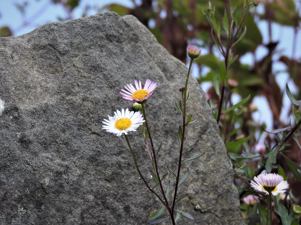 Photo of Benreu, Nagaland, India by Rupa Abdi