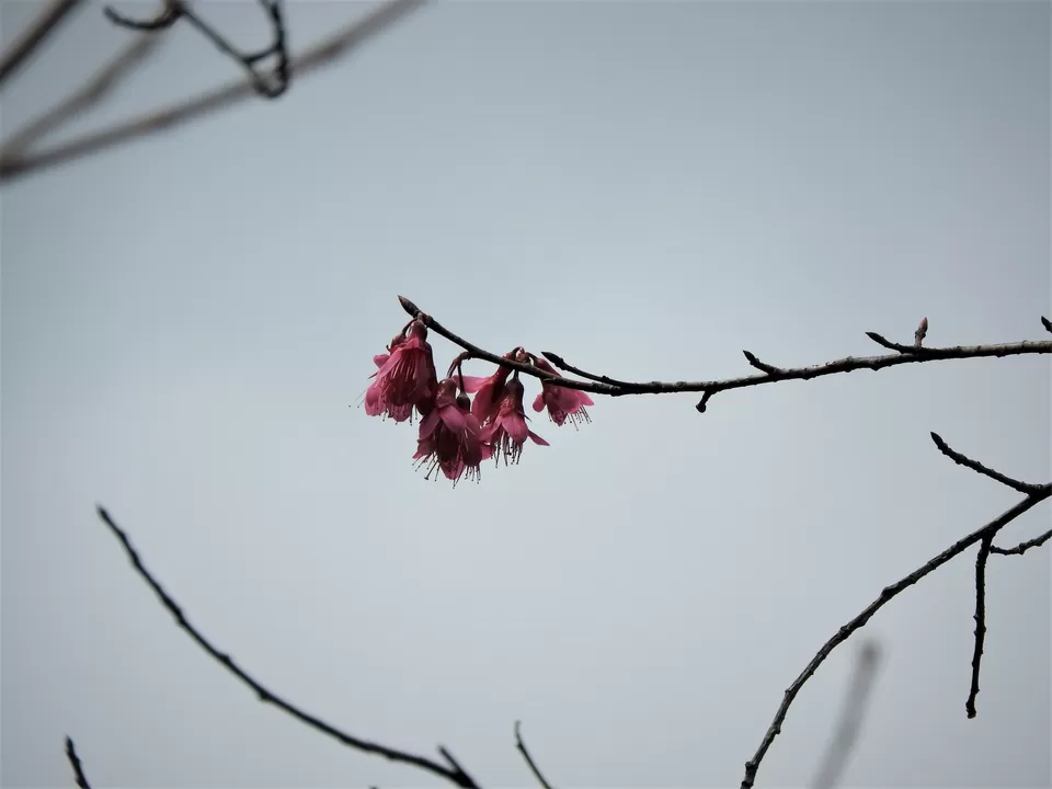 Photo of Benreu, Nagaland, India by Rupa Abdi