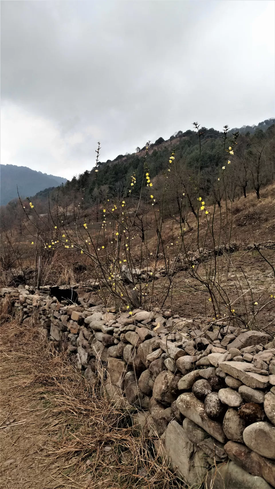 Photo of Dzuleke, Kohima, Nagaland, India by Rupa Abdi