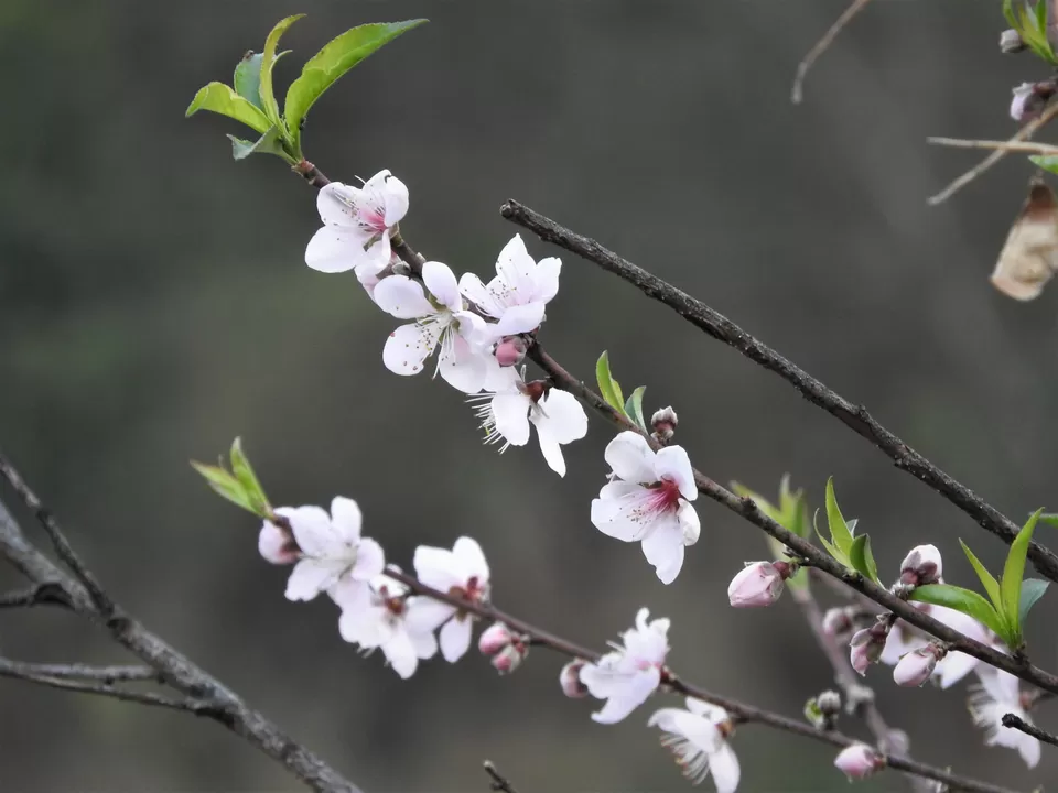 Photo of Dzuleke, Kohima, Nagaland, India by Rupa Abdi