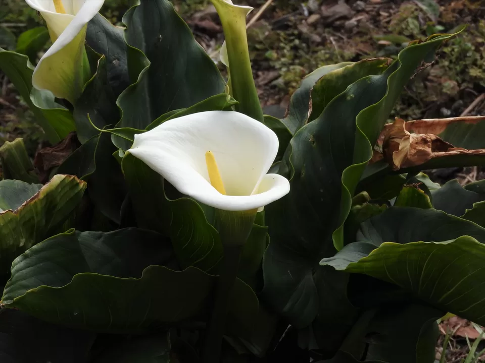 Photo of Dzuleke, Kohima, Nagaland, India by Rupa Abdi