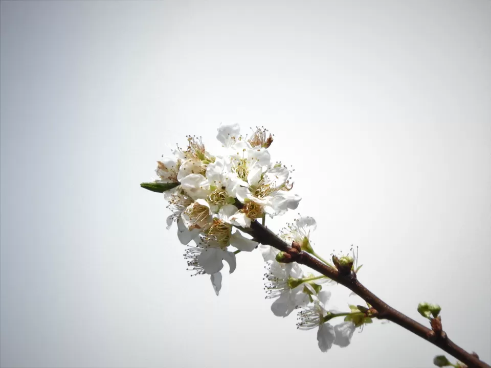 Photo of Khonoma, Nagaland, India by Rupa Abdi