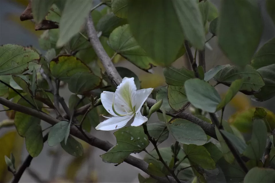 Photo of Khonoma, Nagaland, India by Rupa Abdi