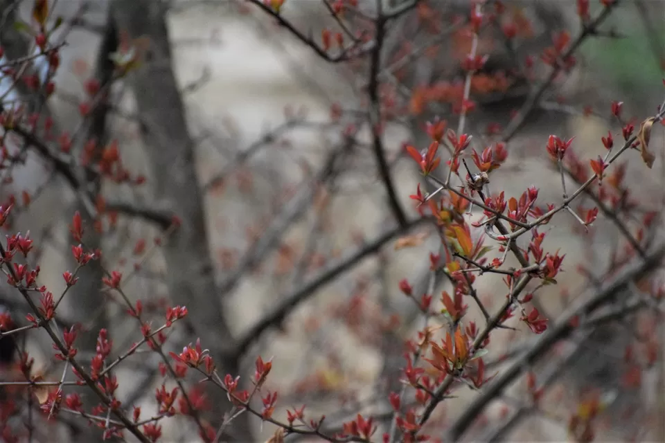 Photo of Khonoma, Nagaland, India by Rupa Abdi