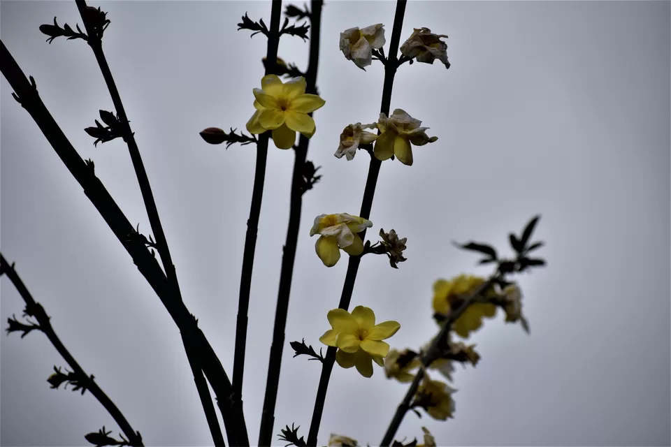 Photo of Khonoma, Nagaland, India by Rupa Abdi