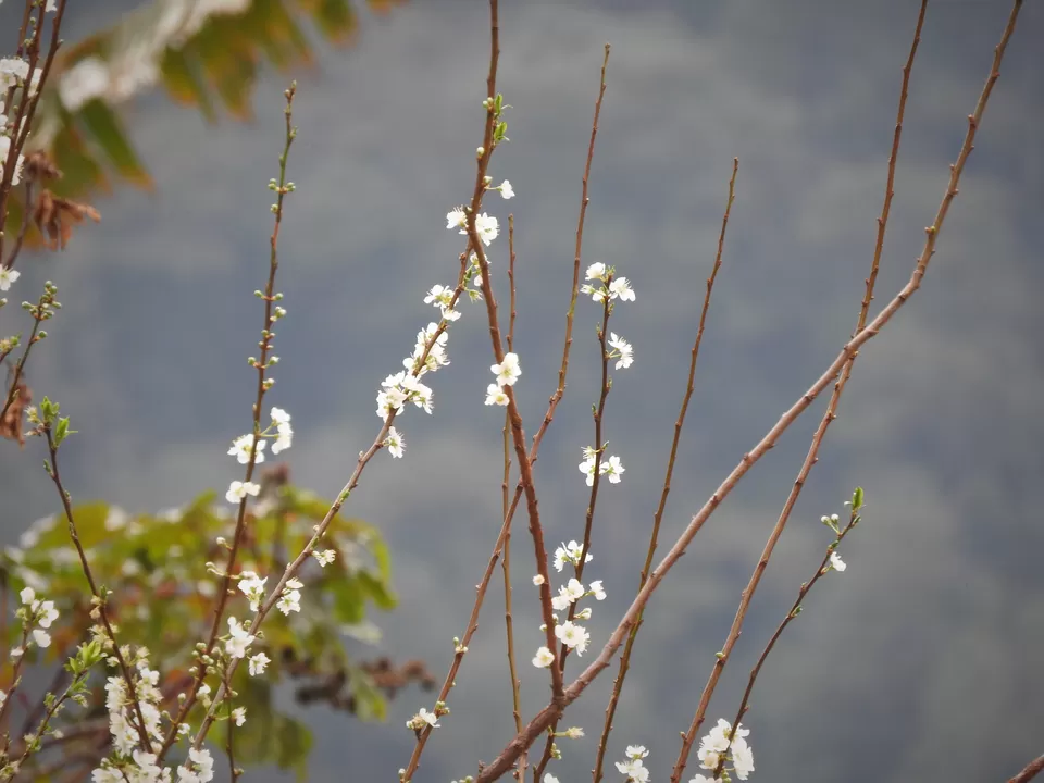 Photo of Khonoma, Nagaland, India by Rupa Abdi