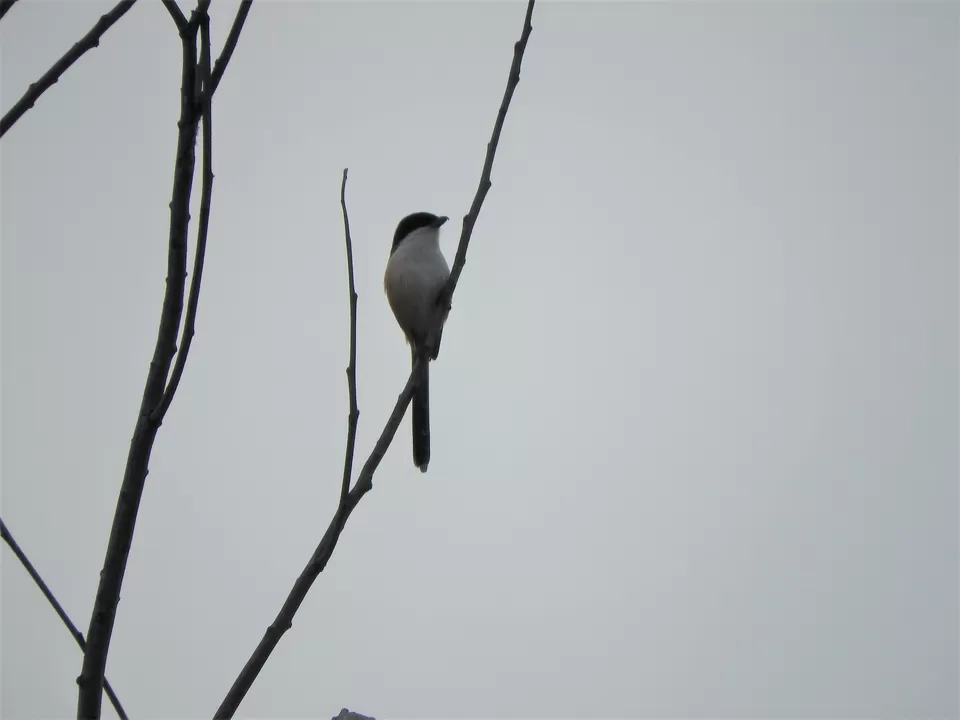 Photo of Khonoma, Nagaland, India by Rupa Abdi