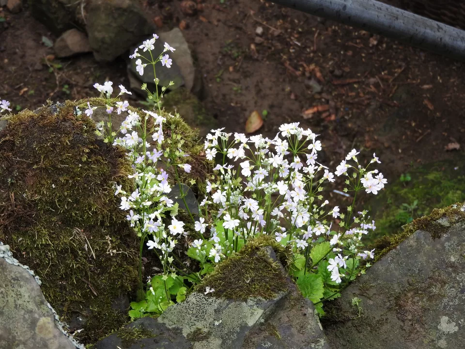 Photo of Khonoma, Nagaland, India by Rupa Abdi