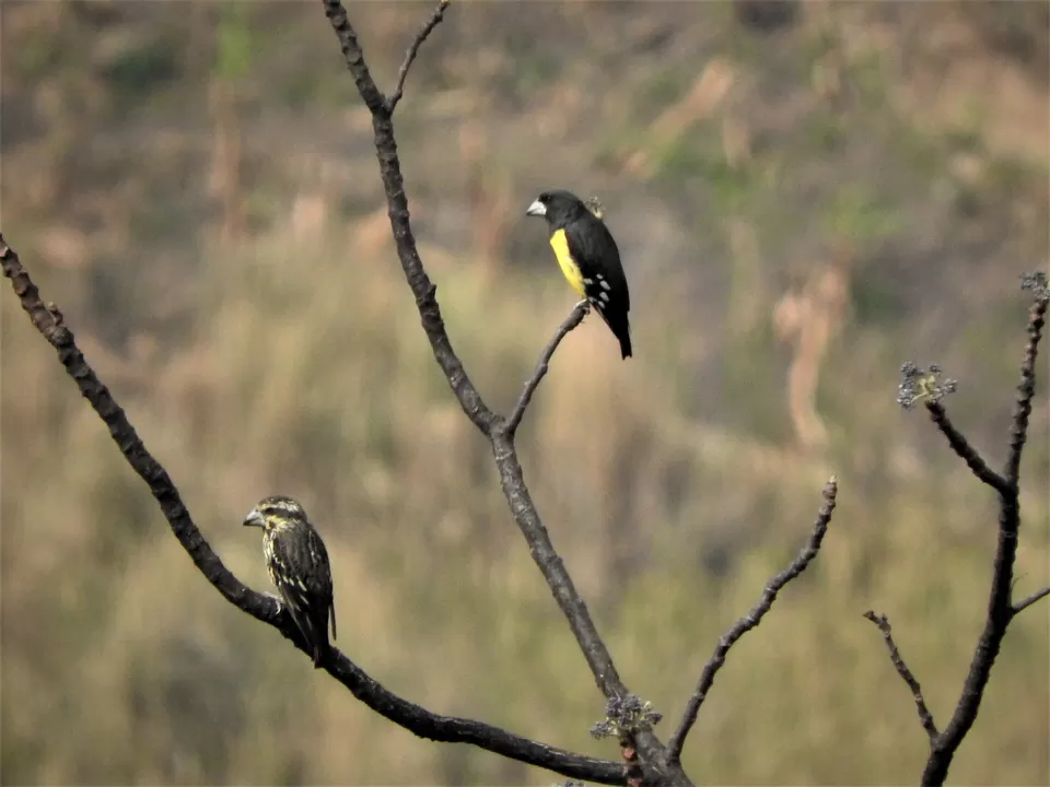 Photo of Khonoma, Nagaland, India by Rupa Abdi