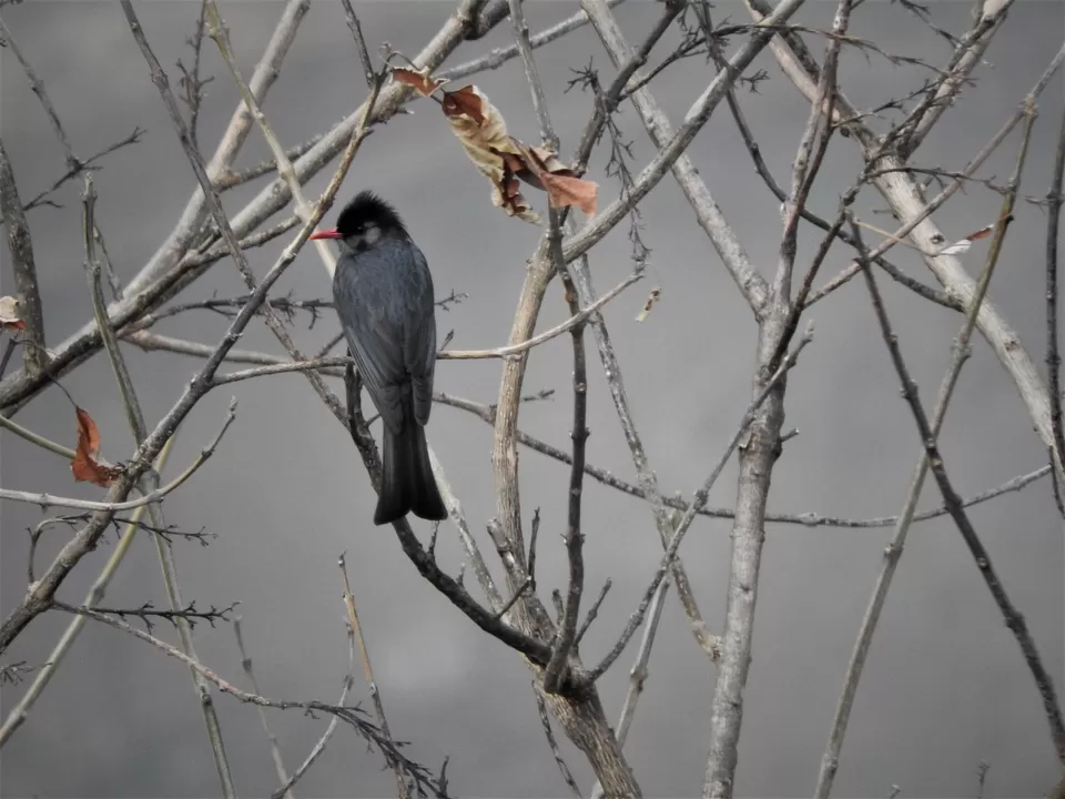 Photo of Khonoma, Nagaland, India by Rupa Abdi