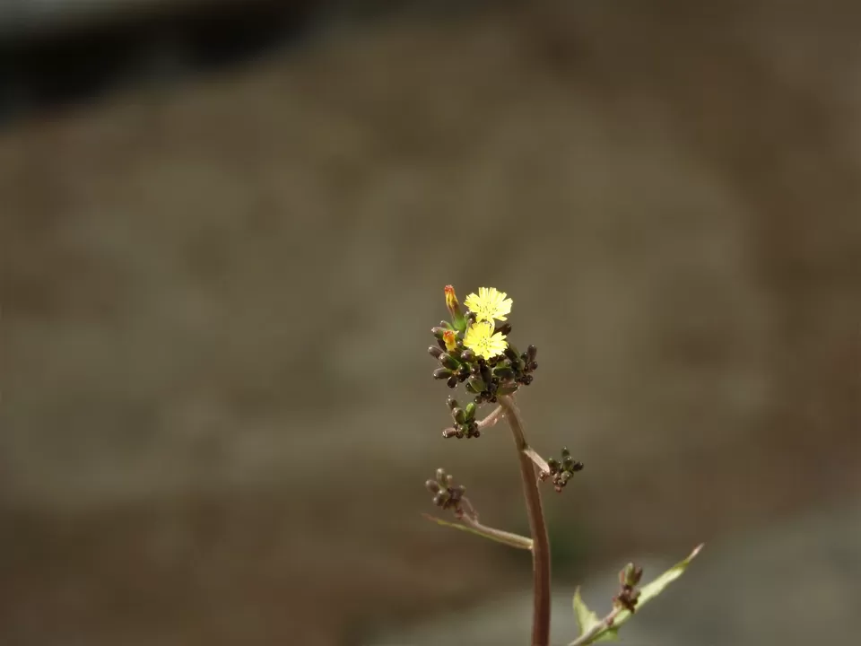 Photo of Khonoma, Nagaland, India by Rupa Abdi