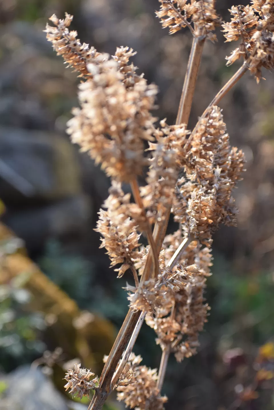 Photo of Khonoma, Nagaland, India by Rupa Abdi