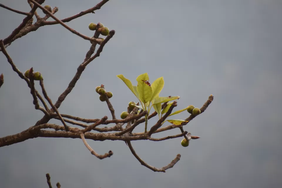 Photo of Khonoma, Nagaland, India by Rupa Abdi