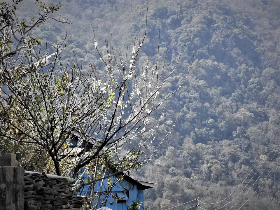 Photo of Khonoma, Nagaland, India by Rupa Abdi