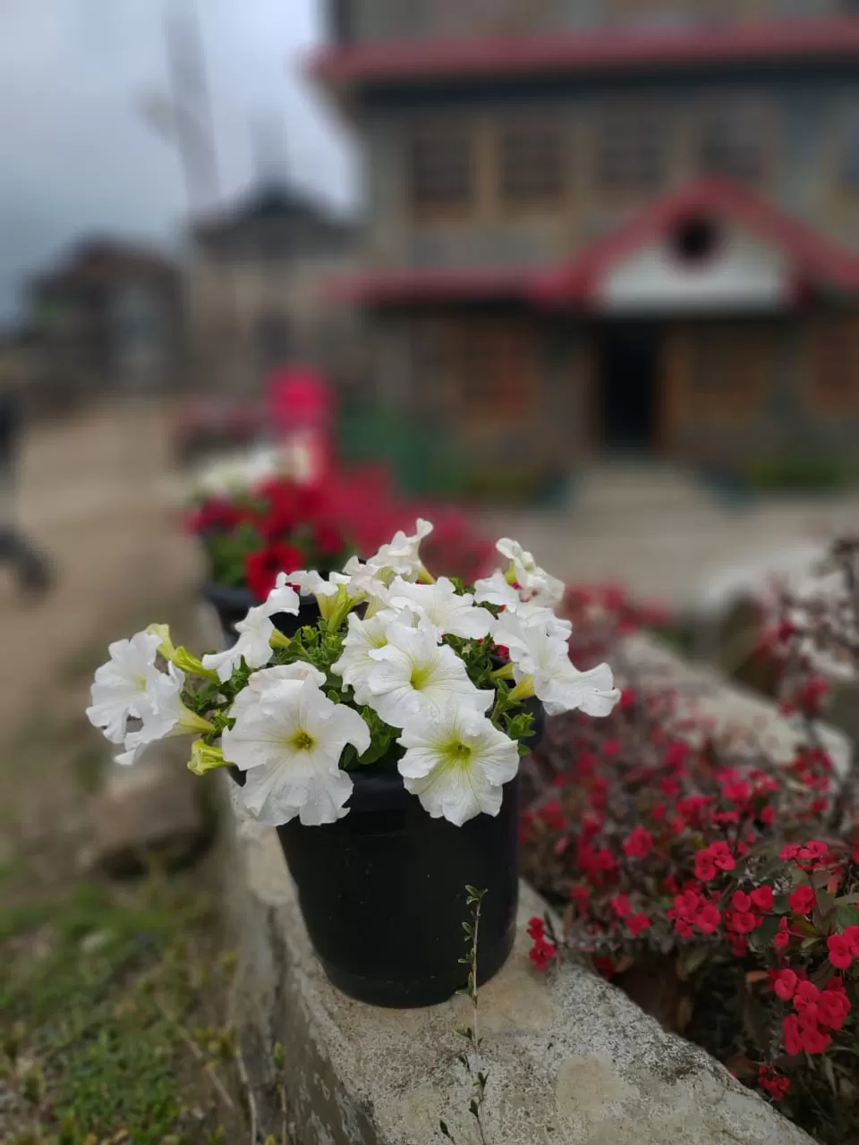 Photo of Khonoma, Nagaland, India by Rupa Abdi