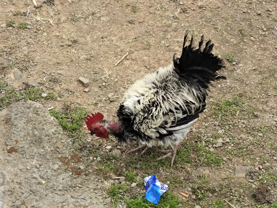 Photo of Khonoma, Nagaland, India by Rupa Abdi