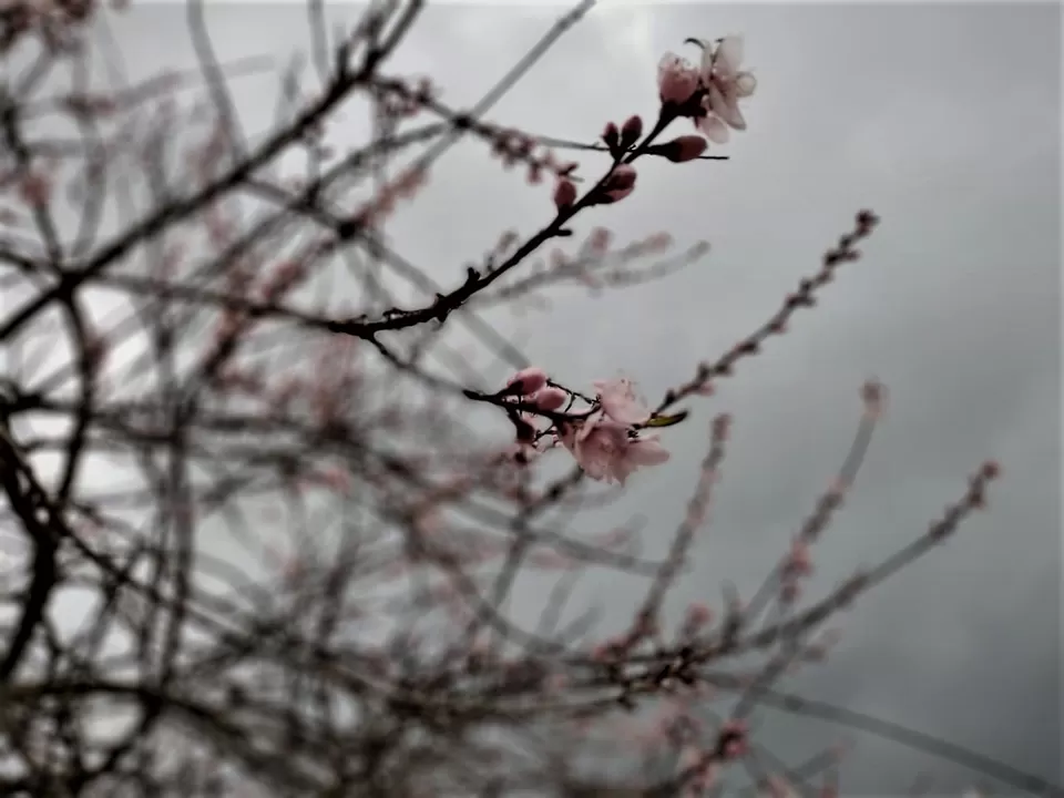 Photo of Benreu, Nagaland, India by Rupa Abdi