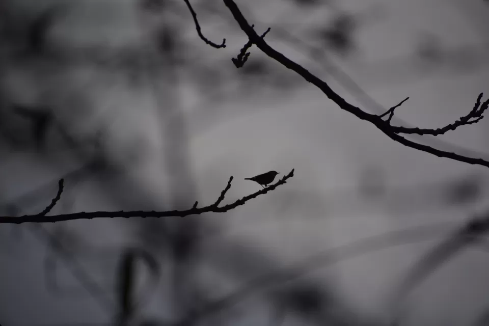 Photo of Benreu, Nagaland, India by Rupa Abdi