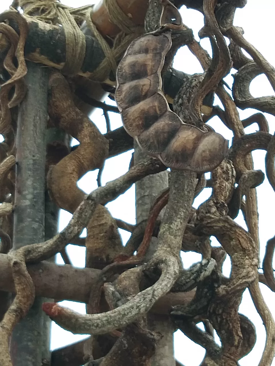 Photo of Khonoma, Nagaland, India by Rupa Abdi