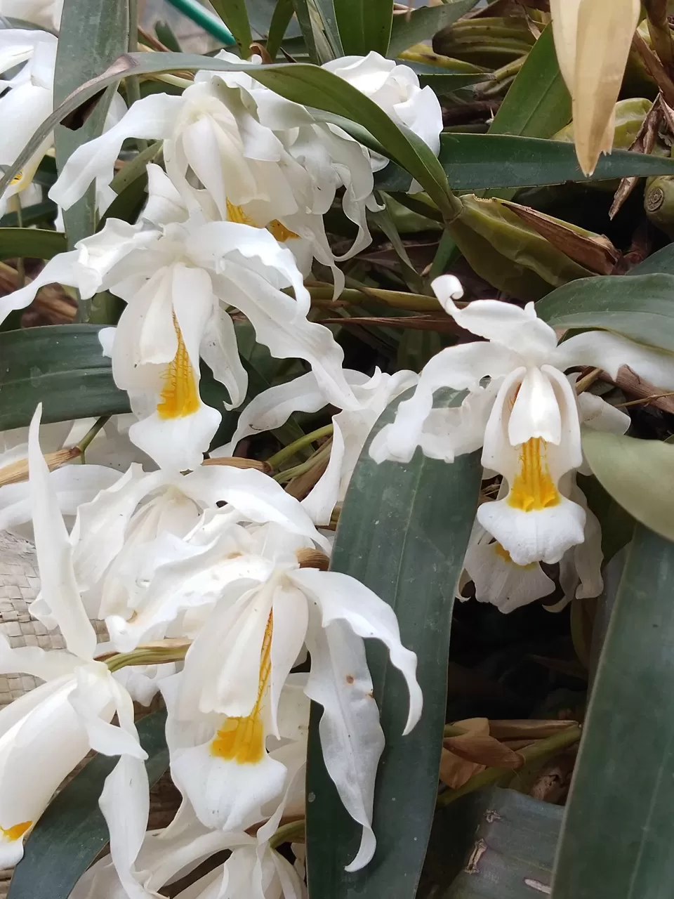 Photo of Khonoma, Nagaland, India by Rupa Abdi