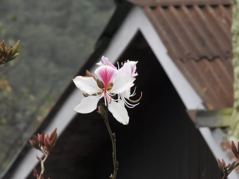 Photo of Khonoma, Nagaland, India by Rupa Abdi