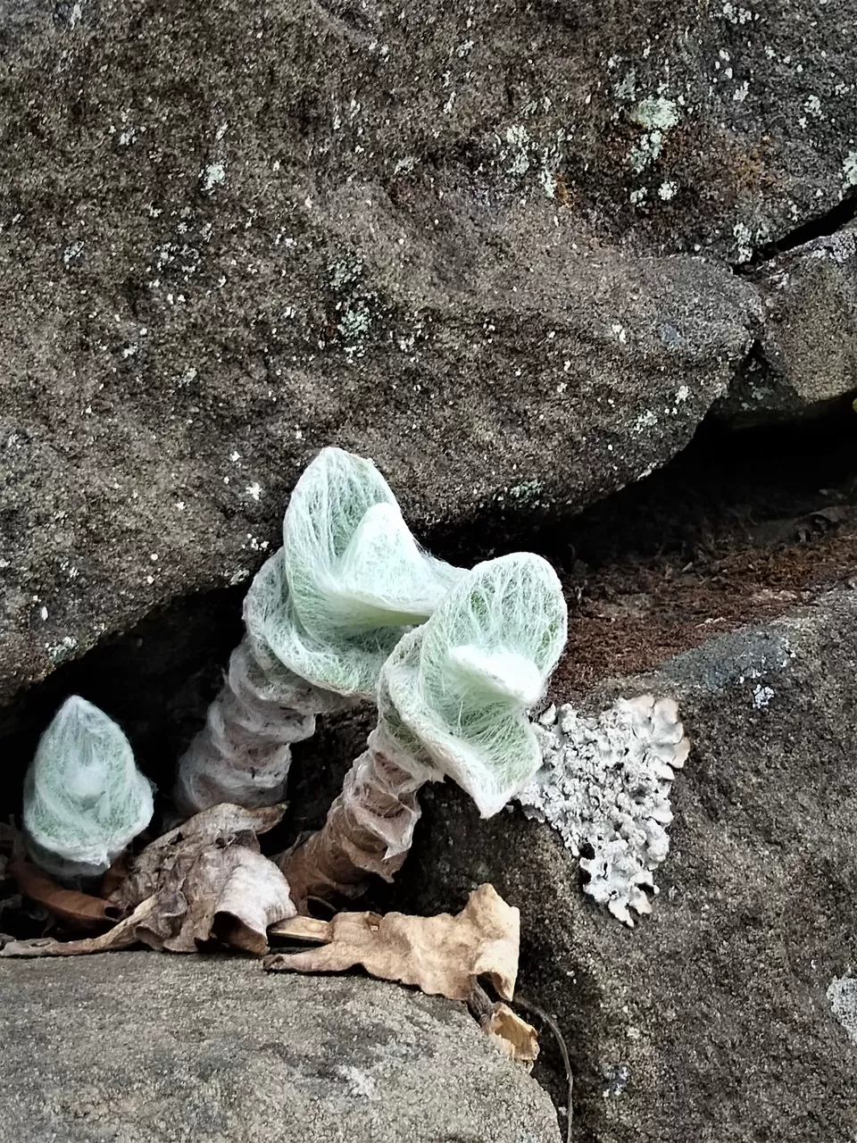 Photo of Khonoma, Nagaland, India by Rupa Abdi