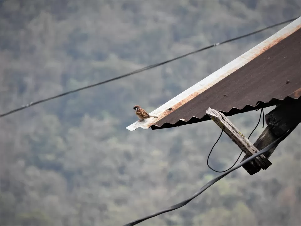 Photo of Khonoma, Nagaland, India by Rupa Abdi