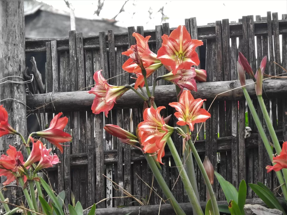 Photo of Khonoma, Nagaland, India by Rupa Abdi