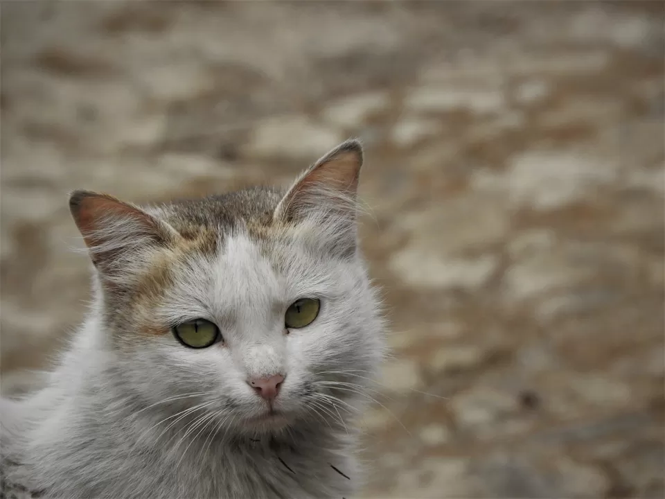 Photo of Khonoma, Nagaland, India by Rupa Abdi